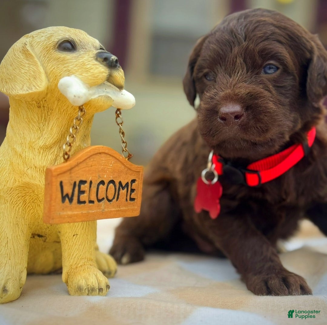 Labradoodle dogs for sale: Labradoodle Puppy 1 - Ad 6