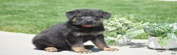 German Shepherd dogs for sale: Hayden - Ad 3