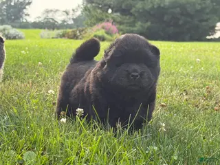 Chow Chow dogs Ian - Ad 6