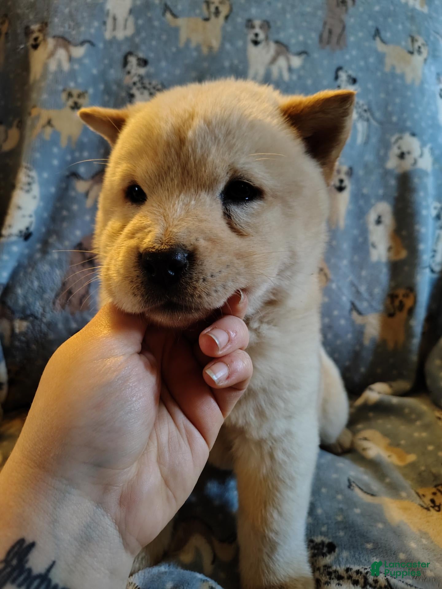 Chow Chow dogs Chow Chow 4 - Ad 16