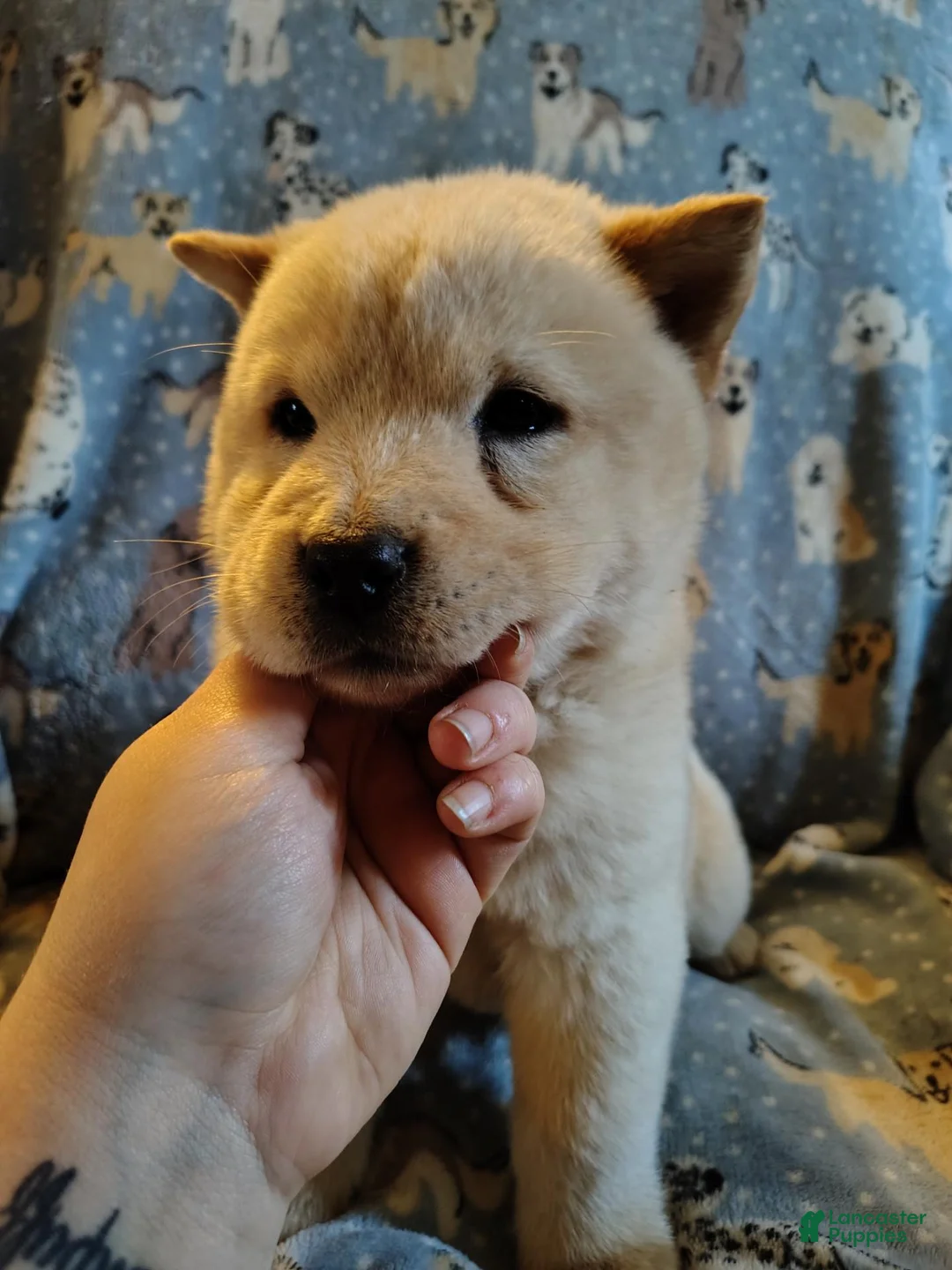 Chow Chow dogs for sale: Chow Chow 4 - Ad 1