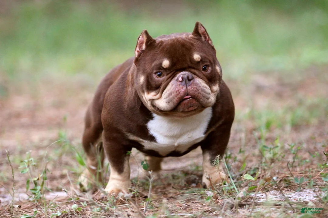 American Bully dogs for sale: Sable Male - Ad 7