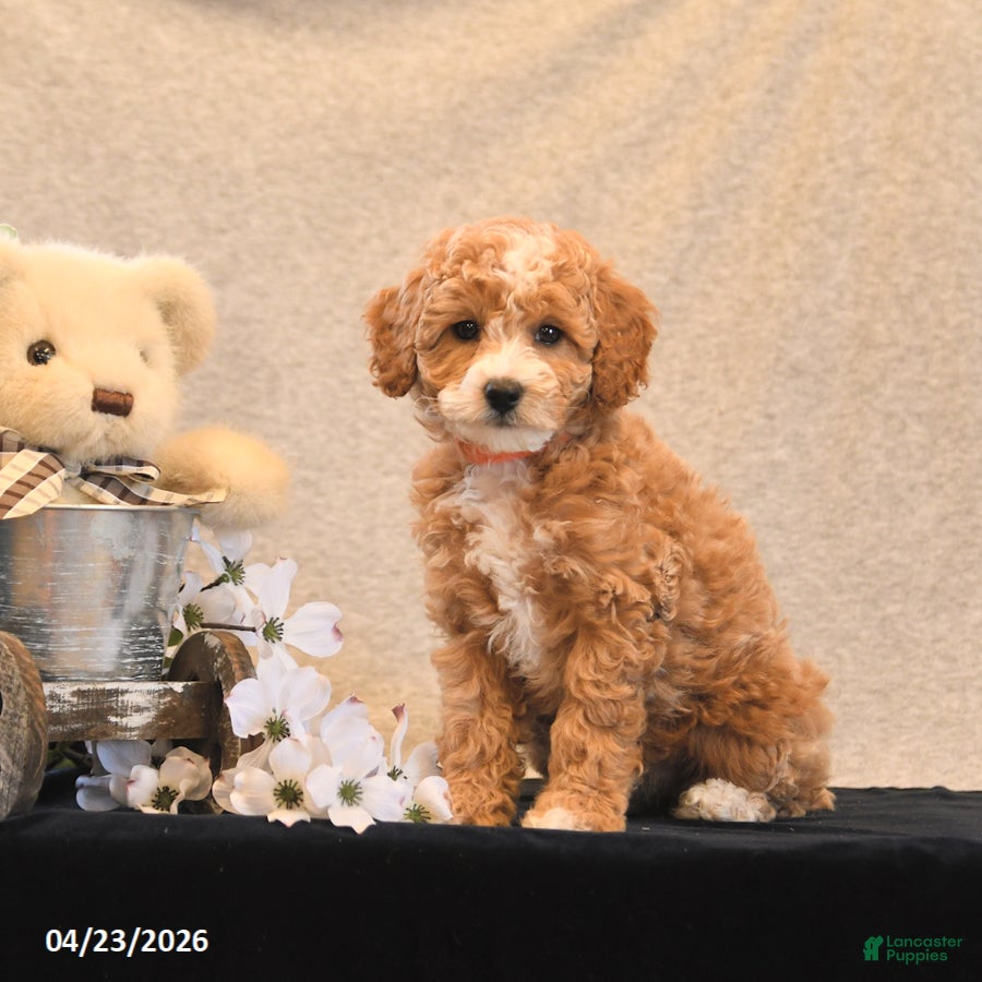 Miniature Poodle dogs Peaches - Ad 2