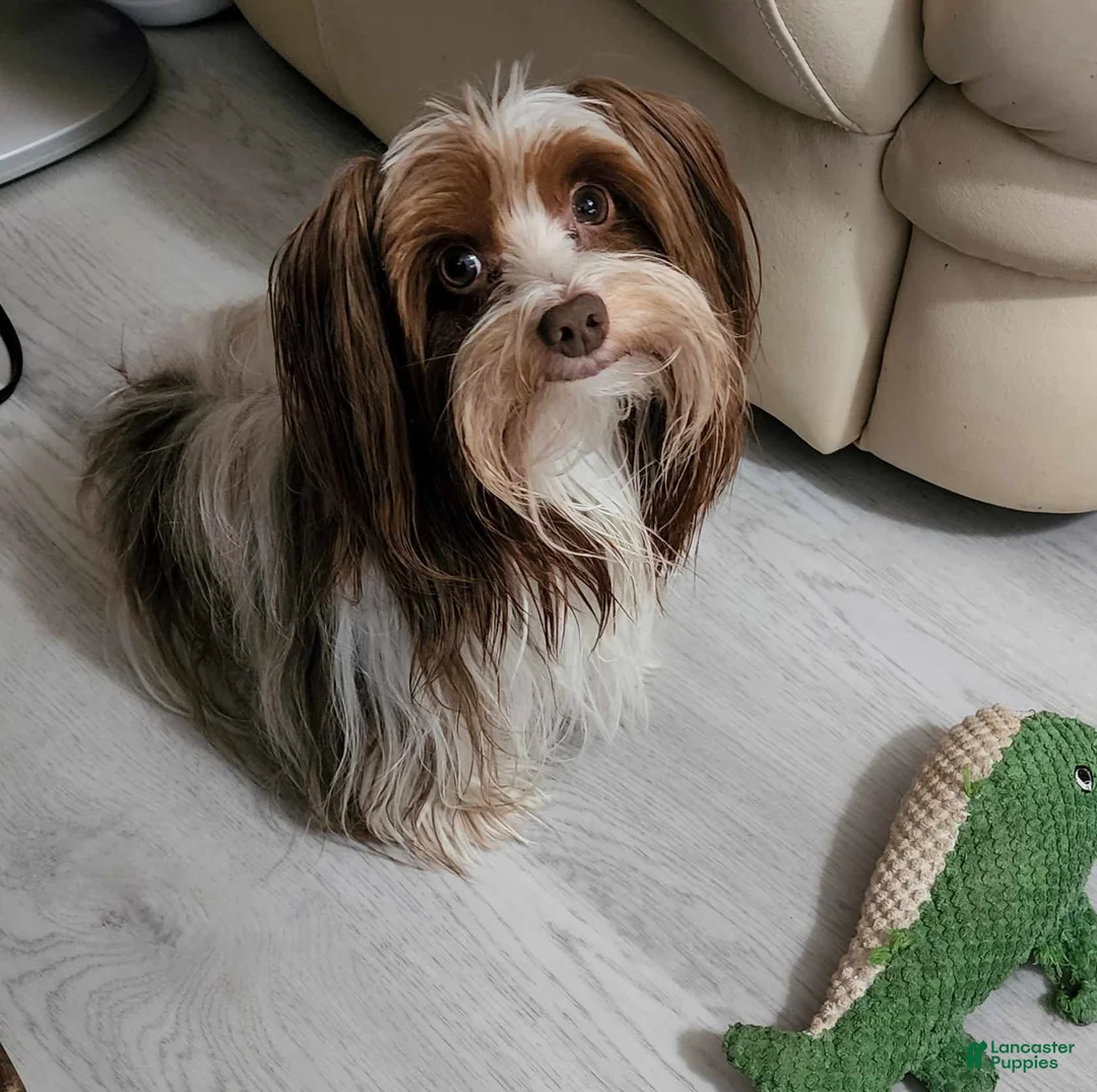 Yorkshire Terrier dogs for sale: Diego - Ad 10