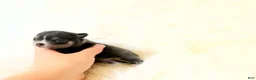 Chihuahua dogs for sale: AKC Bluey - Ad 4