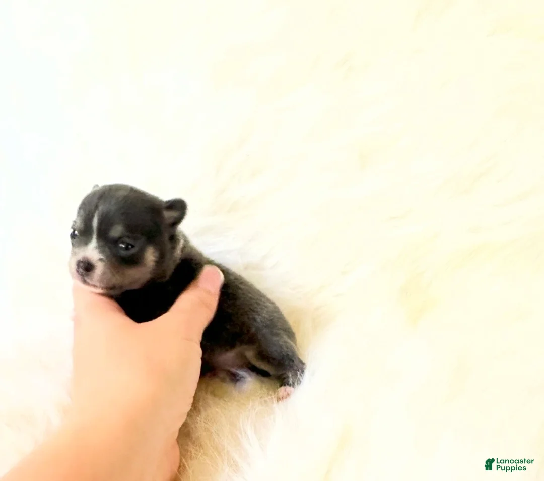Chihuahua dogs for sale: AKC Bluey - Ad 4