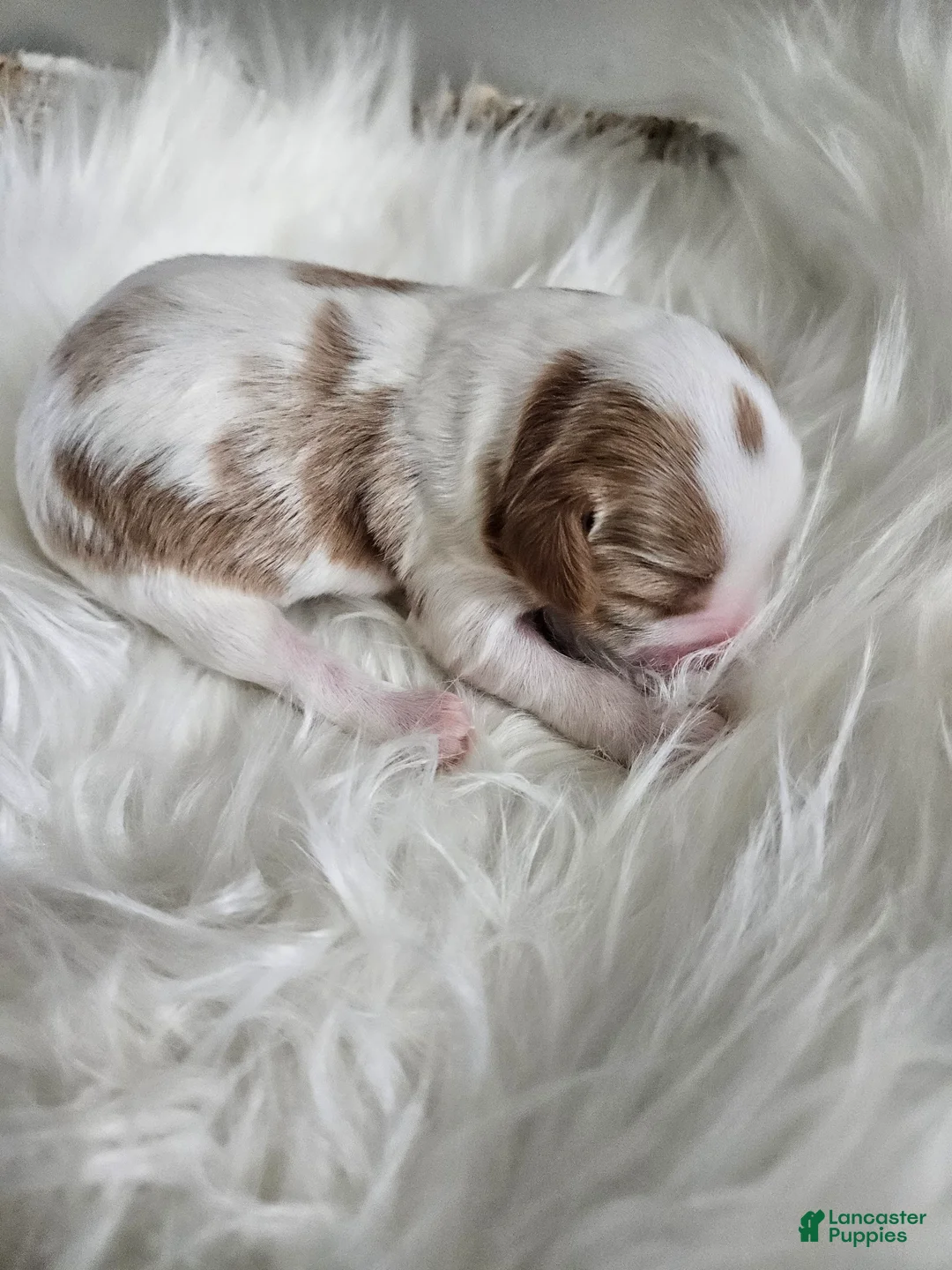 Cavapoo dogs for sale: Archie - Ad 2