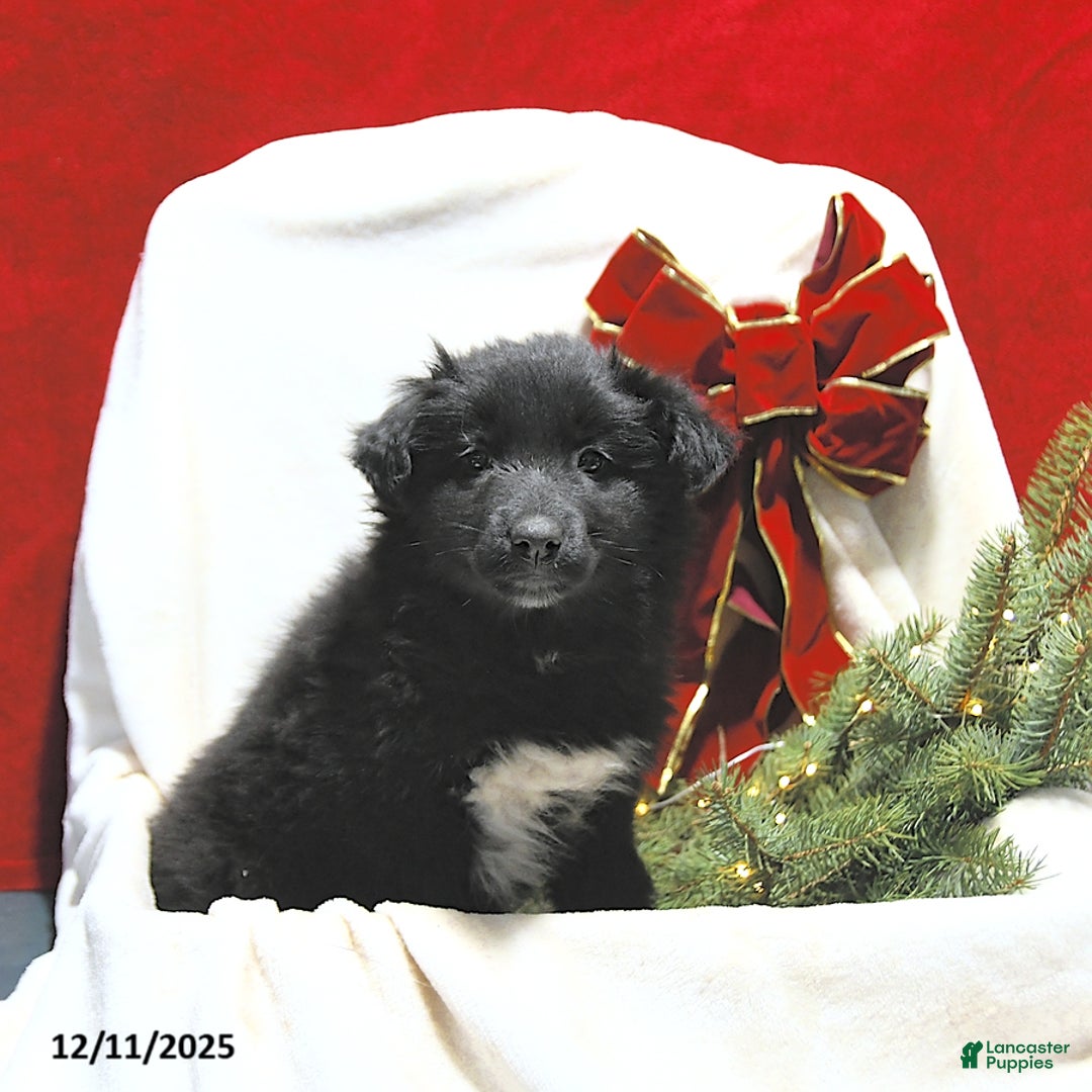 Mixed Breed dogs for sale: Lily - Ad 3