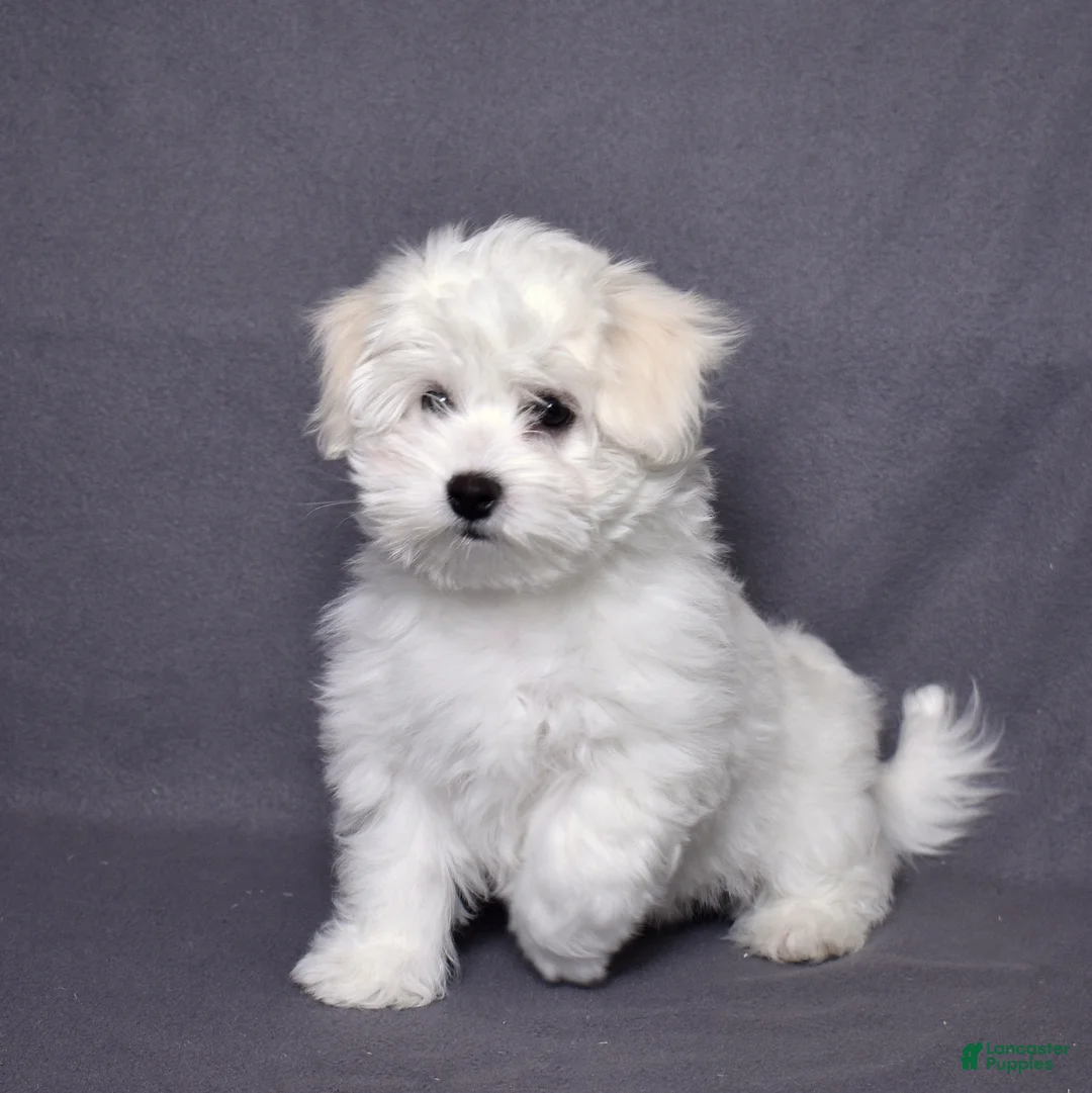 Coton De Tulear dogs for sale: Olivia  - Ad 2