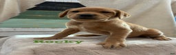 Labrador Retriever dogs for sale: Rocky - Ad 2