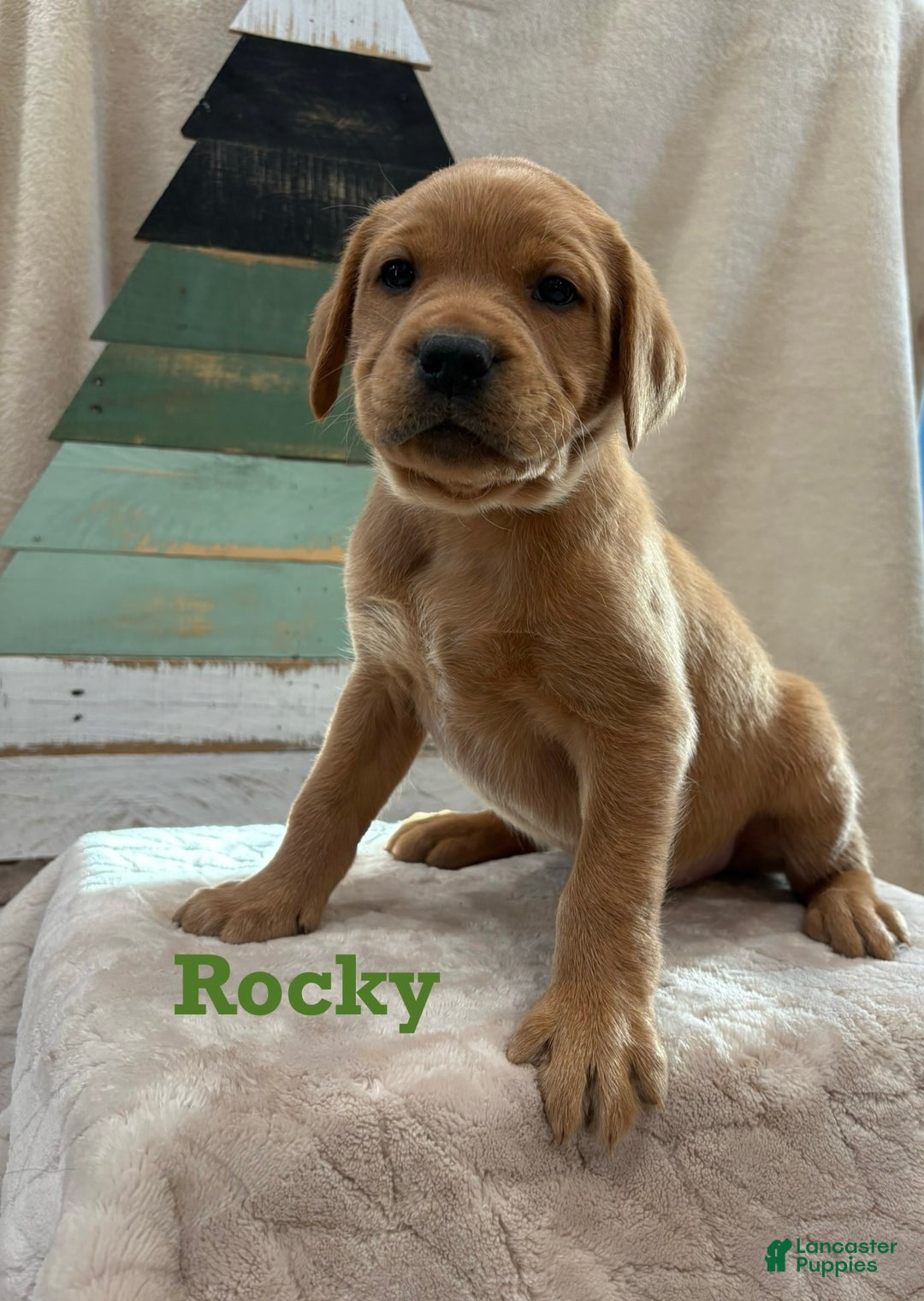 Labrador Retriever dogs for sale: Rocky - Ad 2