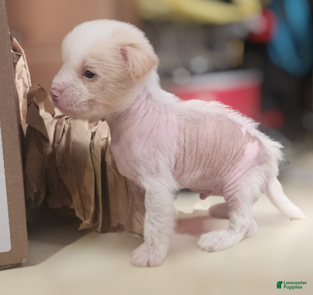 Mixed Breed dogs Fitz - Ad 5