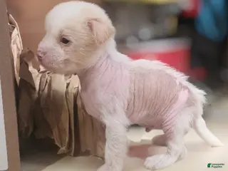 Mixed Breed dogs Fitz - Ad 5