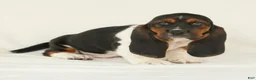Basset Hound dogs for sale: Arrow - Ad 3