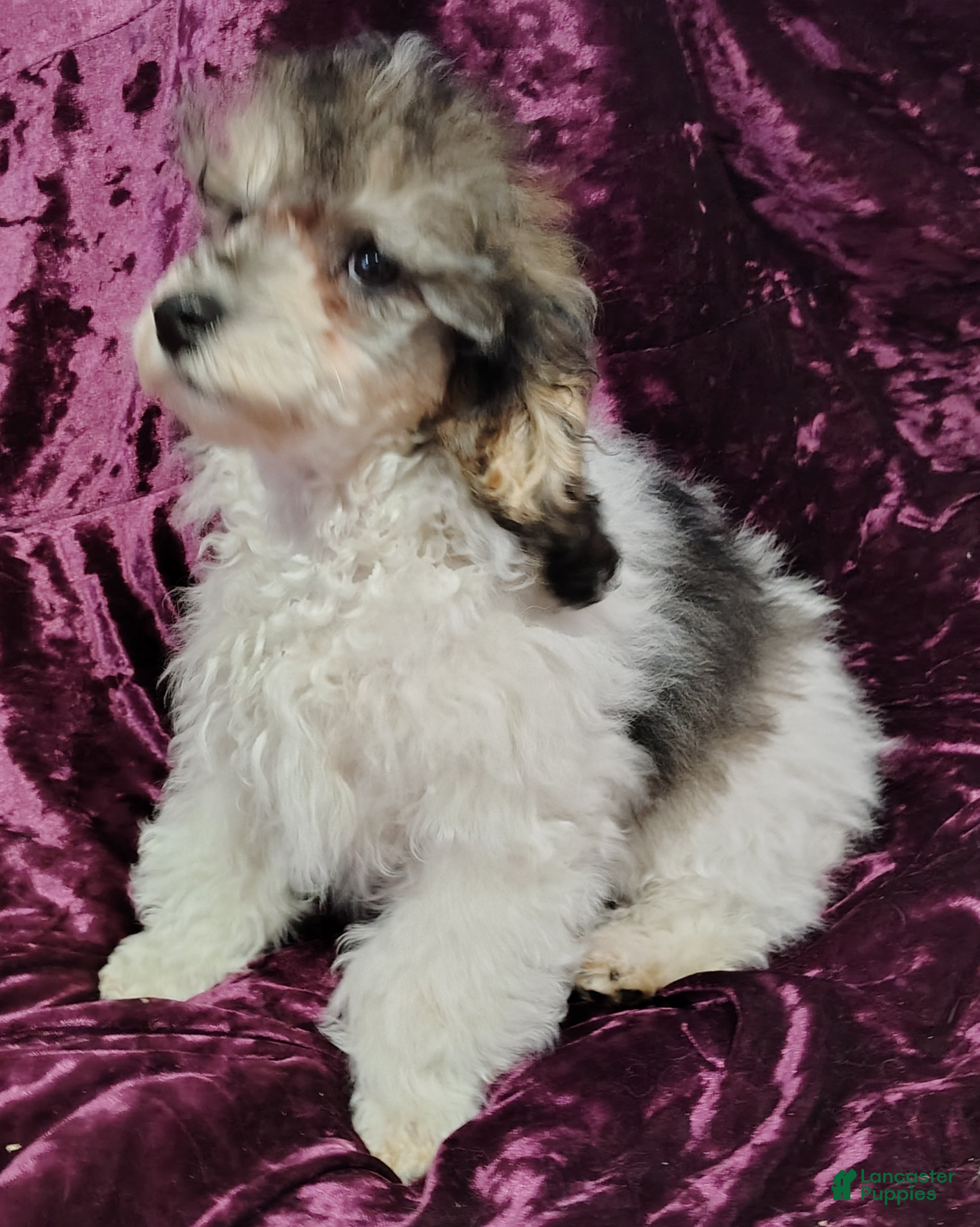 Yorkiepoo dogs Yorkiepoo Puppy 2 - Ad 1