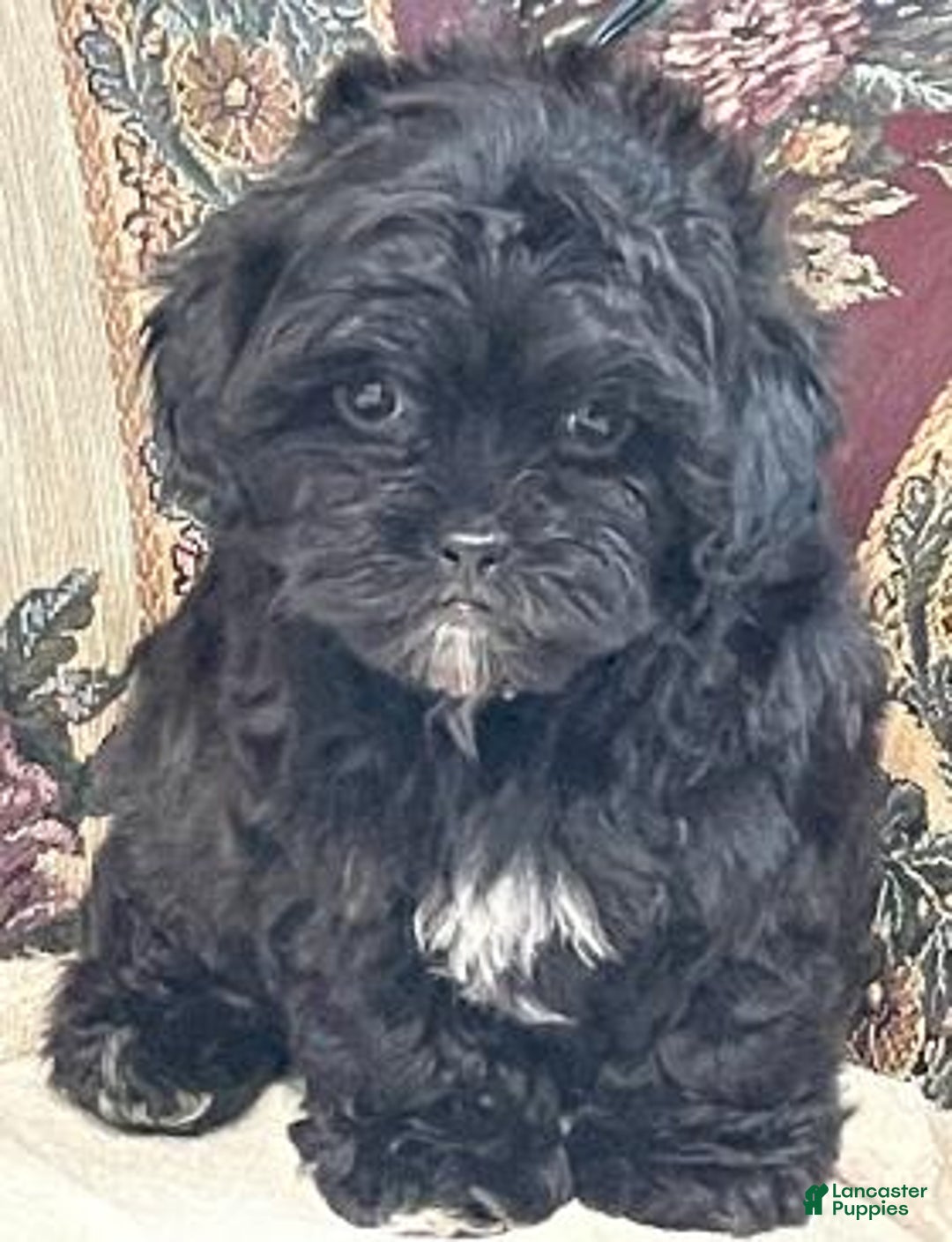 Shihpoo dogs for sale: Zora - Ad 1