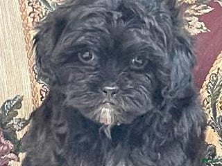 Shihpoo dogs Zora - Ad 22