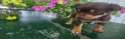 Chihuahua dogs for sale: Tippy - Ad 6