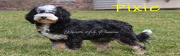 Mini Bernedoodle dogs for sale: Royal - Ad 4