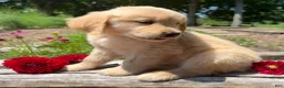 Golden Retriever dogs for sale: Max - Ad 4