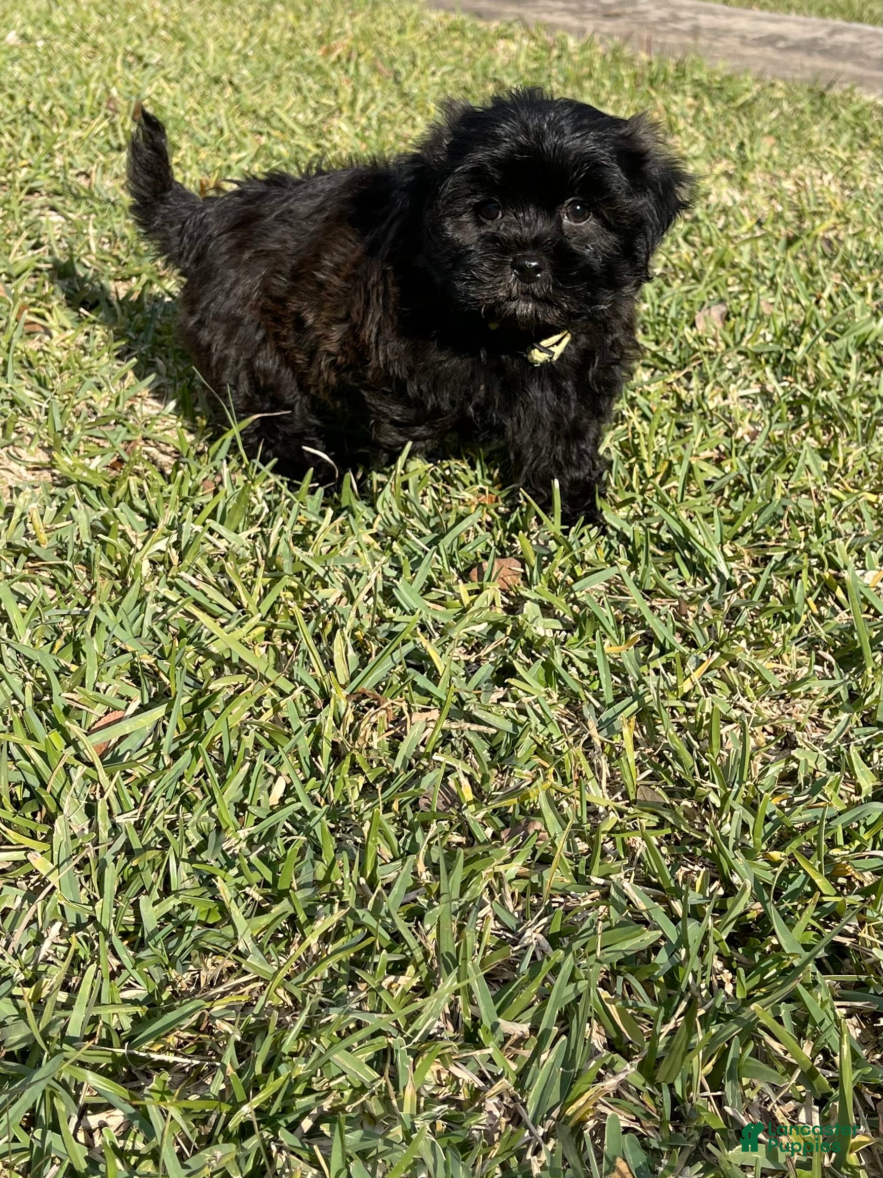 Shihpoo dogs Kami’s Boy 2 - Ad 1