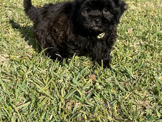 Shihpoo dogs Kami’s Boy 2 - Ad 1