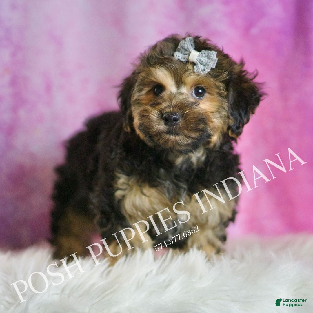 Yorkiepoo dogs Snickerdoodle - Ad 20