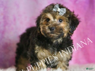 Yorkiepoo dogs Snickerdoodle - Ad 13