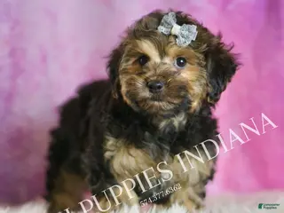 Yorkiepoo dogs Snickerdoodle - Ad 37