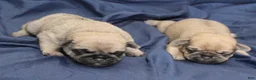 Puggle dogs for sale: Chewy - Ad 67