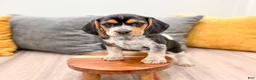 Beagle dogs for sale: Star - Ad 2