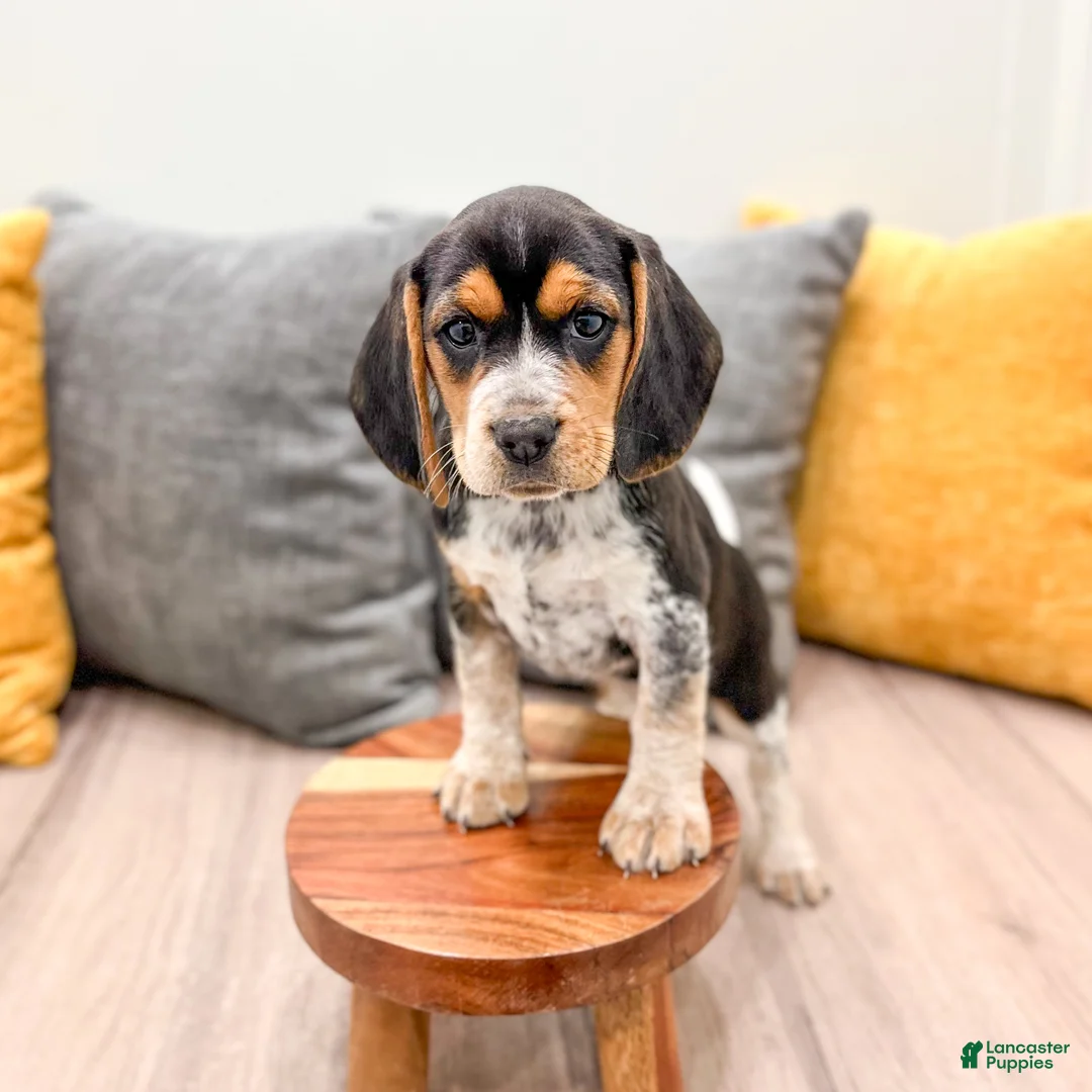 Beagle dogs for sale: Star - Ad 2
