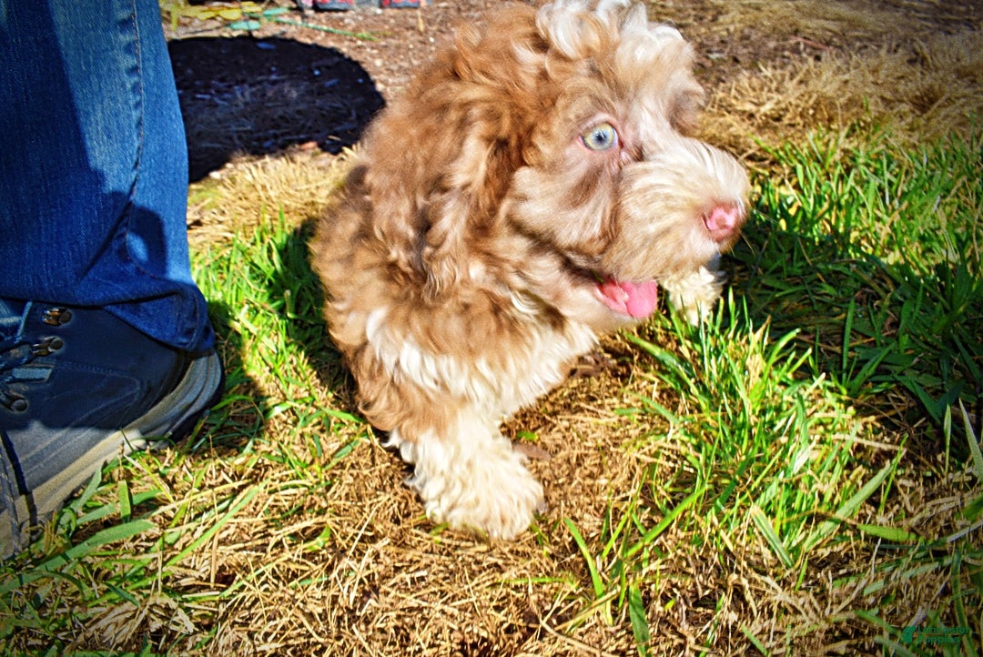 Havapoo dogs for sale: Romeo - Ad 16