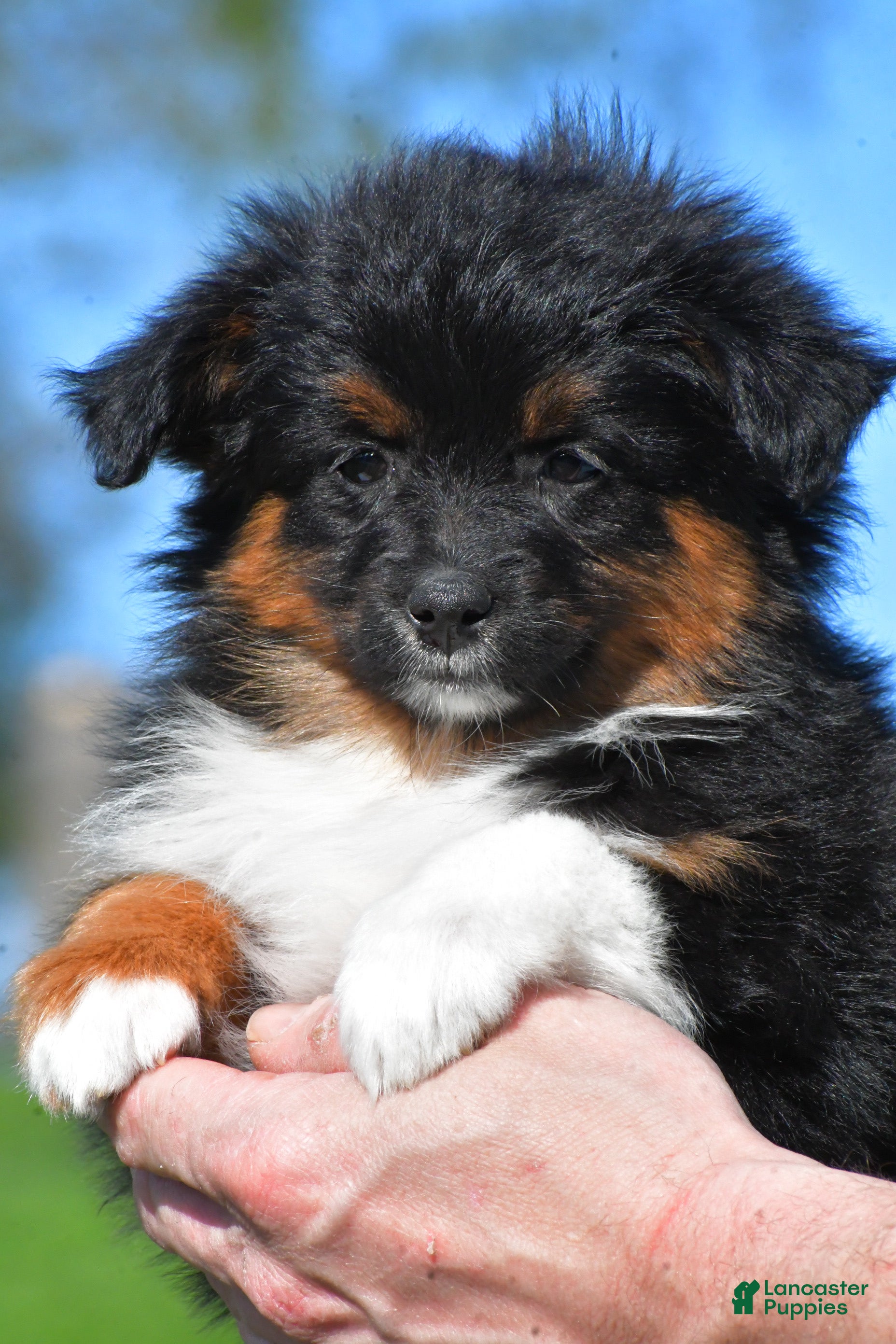 Miniature Australian Shepherd dogs Sandy - Ad 1