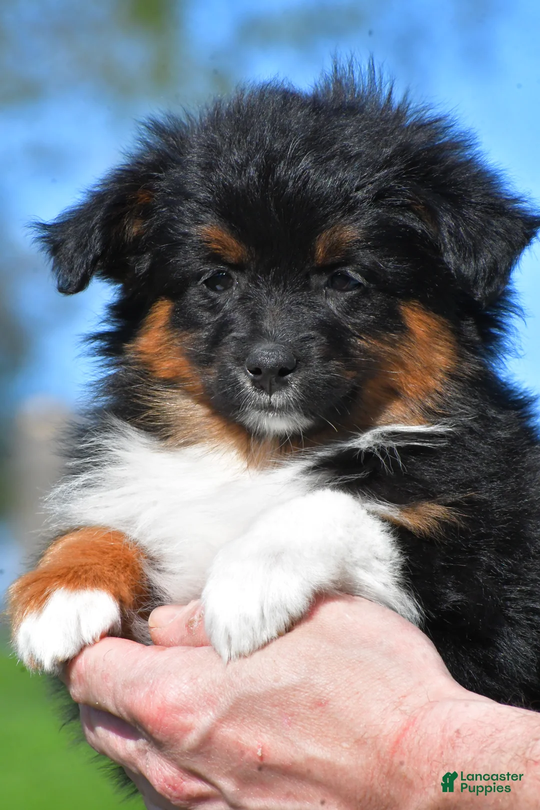 Miniature Australian Shepherd dogs for sale: Sandy - Ad 1