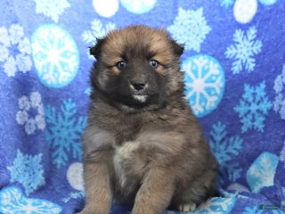 Pomsky dogs Fletcher - Ad 22