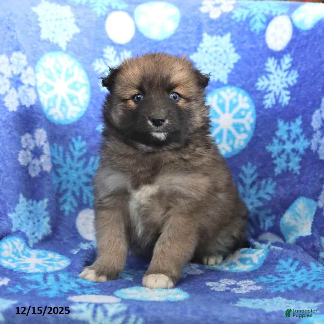 Pomsky dogs for sale: Fletcher - Ad 11