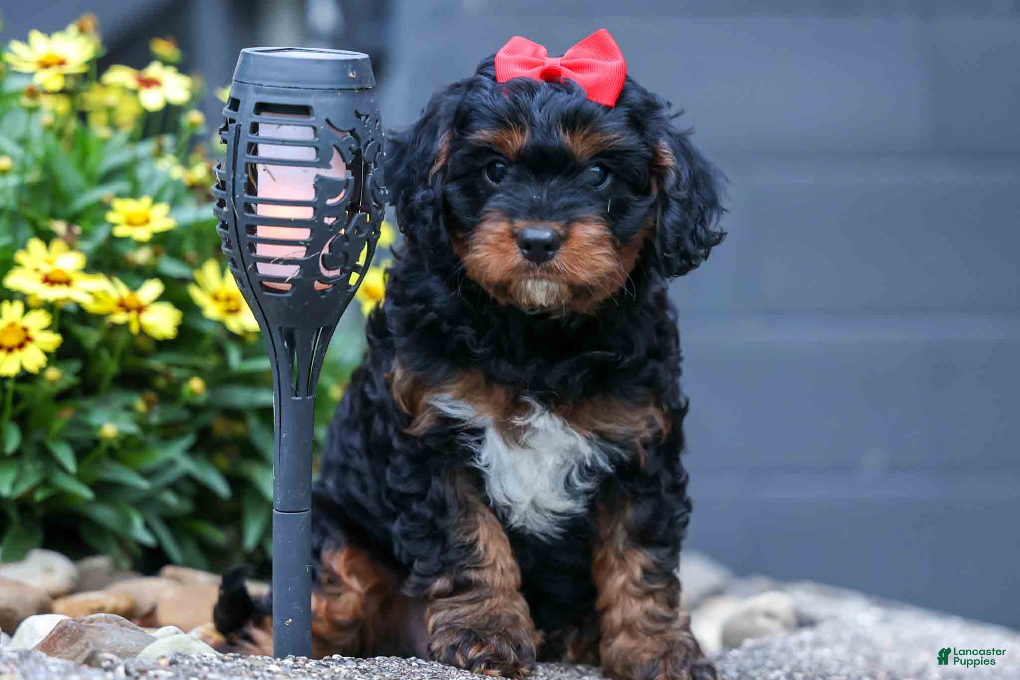 Cavapoo dogs Wilson 🐾 - Ad 1