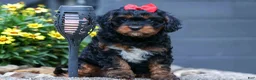Cavapoo dogs for sale: Wilson 🐾 - Ad 1