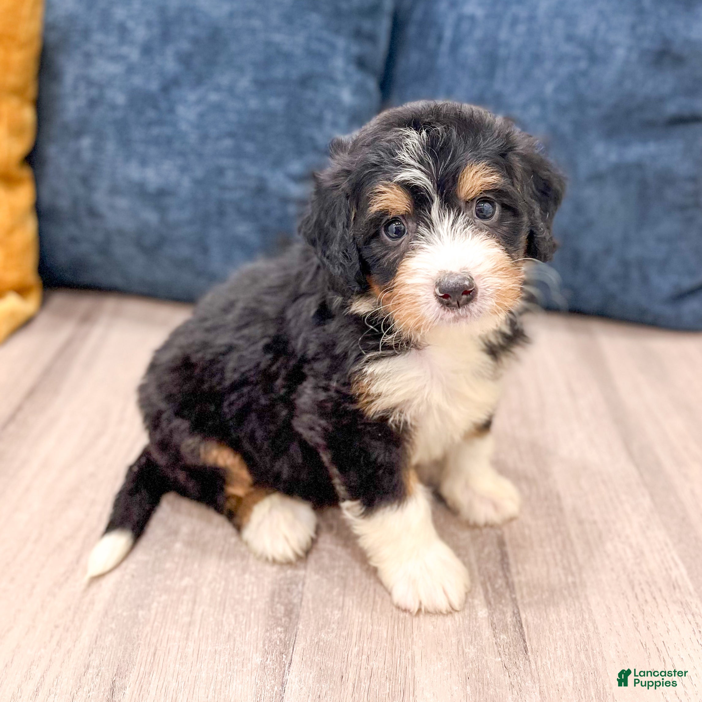 Mini Bernedoodle dogs Abby - Ad 1