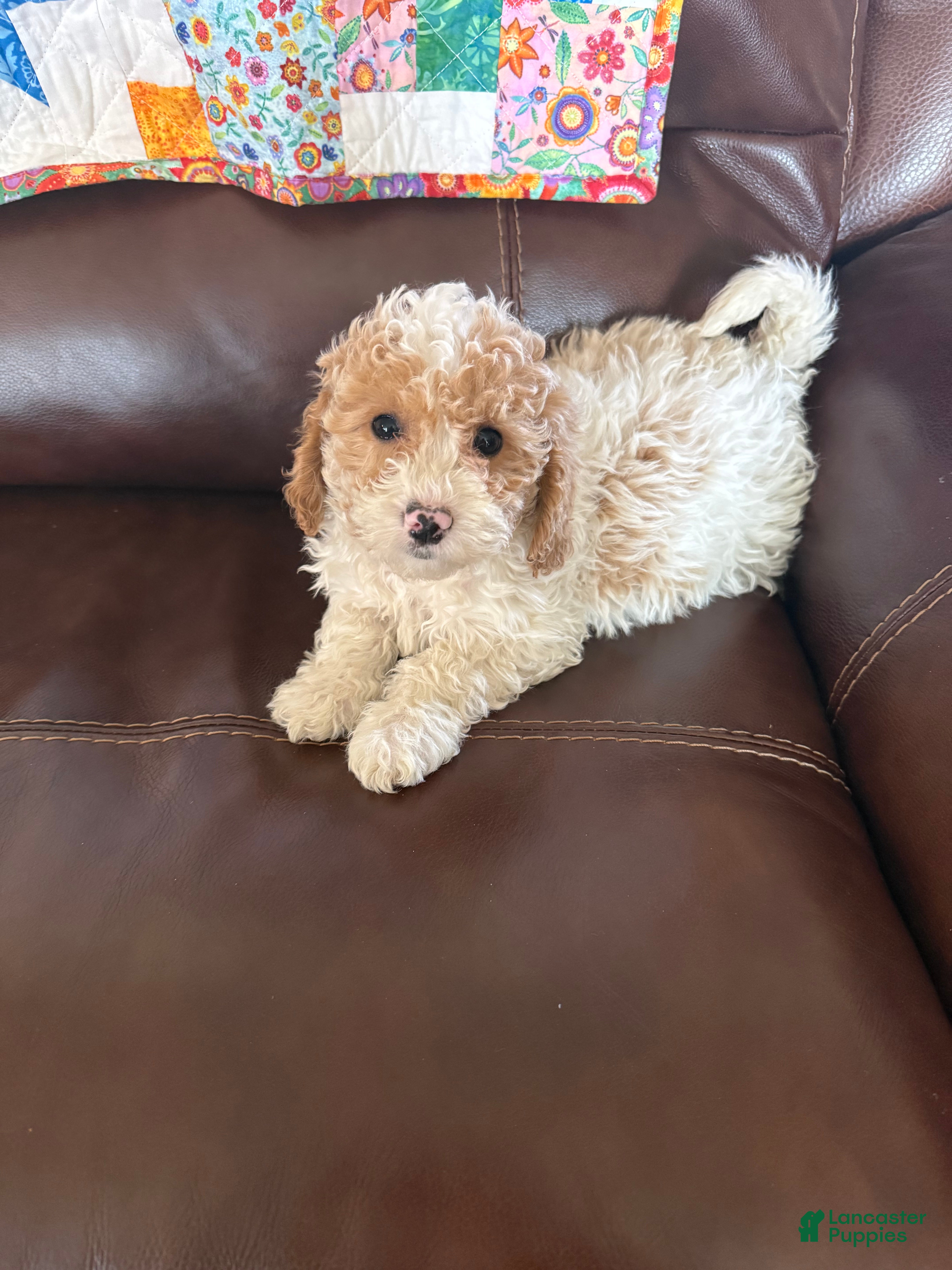 Cavapoo dogs Cooper - Ad 36