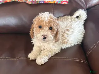 Cavapoo dogs Cooper - Ad 24