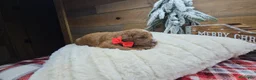 Mini Goldendoodle dogs for sale: Gabriel - Ad 2