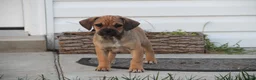 Puggle dogs for sale: Canyon - Ad 8