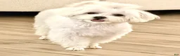 Maltese dogs for sale: Maltese 1 - Ad 2
