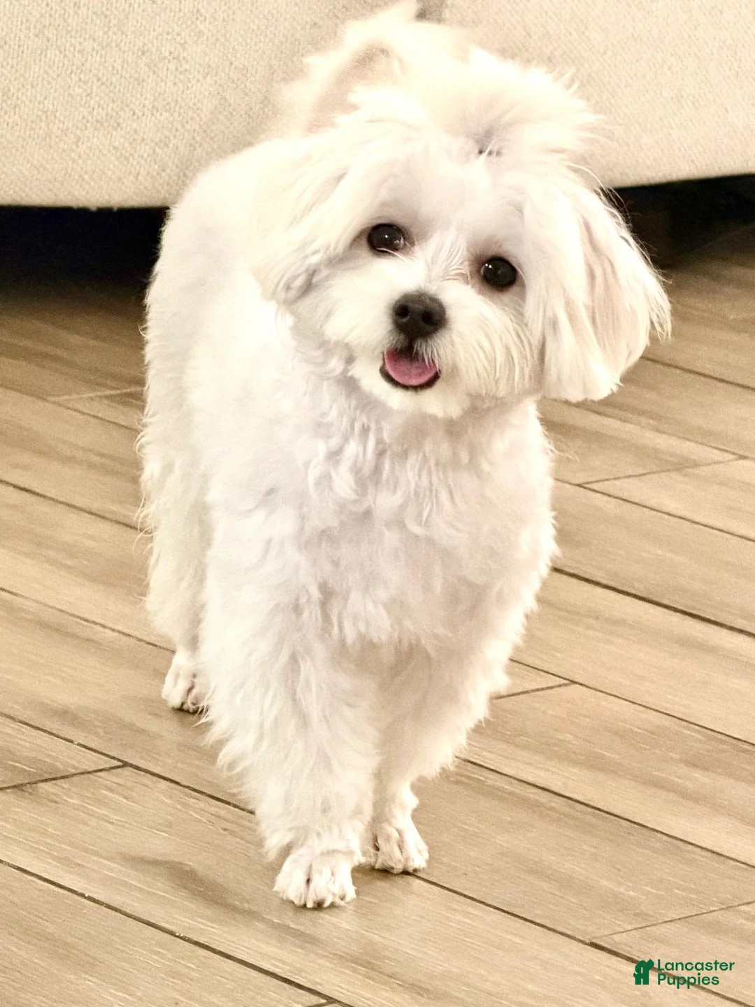 Maltese dogs for sale: Maltese 1 - Ad 2