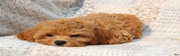 Cavapoo dogs for sale: Daisy - Ad 4
