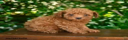 Toy Poodle dogs for sale: Scarlett - Ad 3