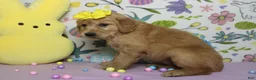 Golden Retriever dogs for sale: AnnaBelle - Ad 6