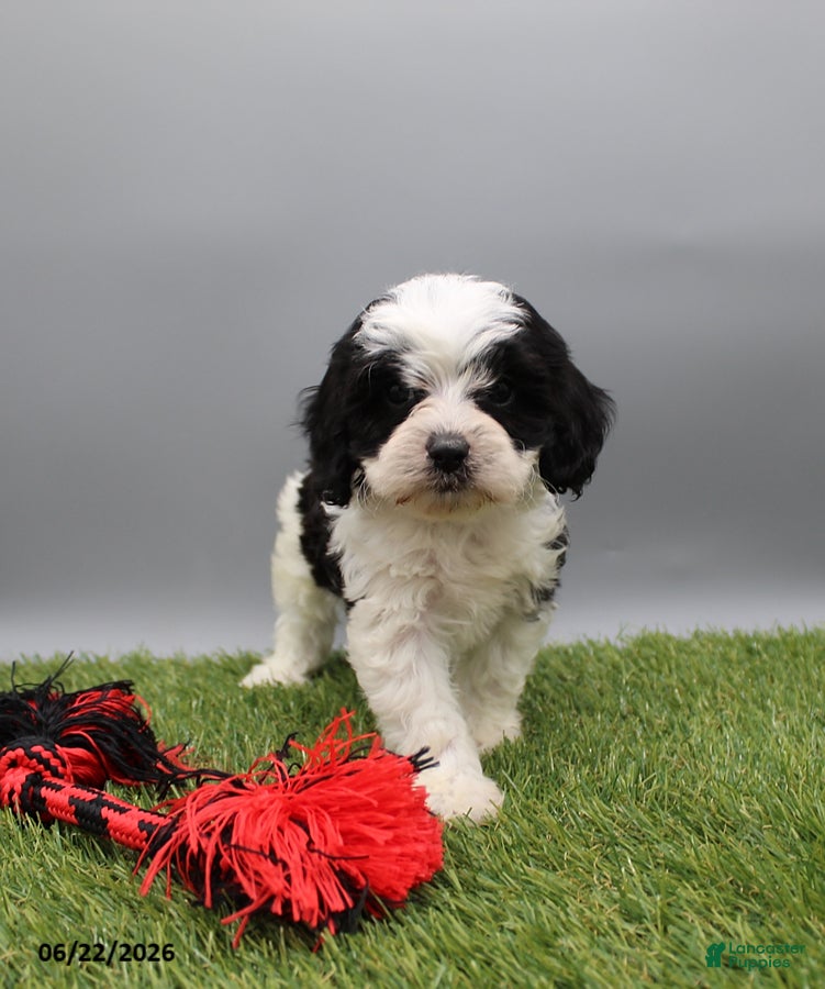 Cockapoo dogs Travis - Ad 1
